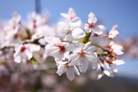 Hanami « Aller voir les fleurs » IMG_6057