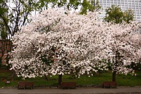 Hanami « Aller voir les fleurs » IMG_5746