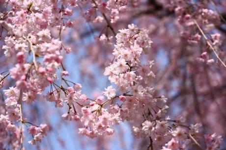 Hanami « Aller voir les fleurs » IMG_5122