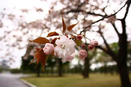 Hanami « Aller voir les fleurs » IMG_5742