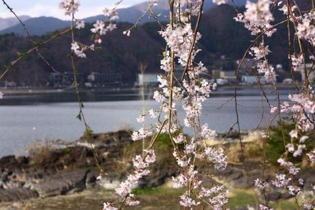 Hanami « Aller voir les fleurs » IMG_5568
