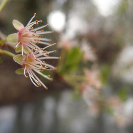 Petite fleur #1 Petite fleur #1