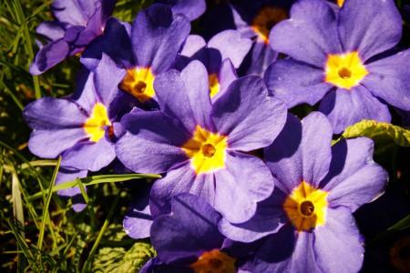 Symphonie de couleurs… primevères