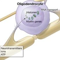SCLÉROSE en plaques: Des cellules productrices de myéline à partir de cellules de peau – Nature Biotechnology