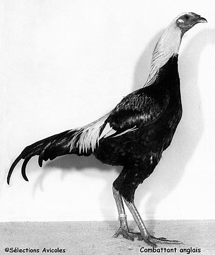 Les différents incidents pouvant survenir en cours d'incubation Combattant-anglais.jpg