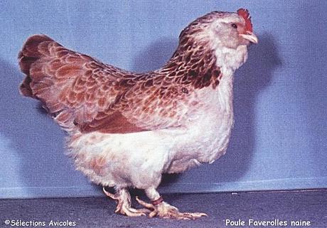 Les différents incidents pouvant survenir en cours d'incubation Poule-Faverolles-naine-copie-1.jpg