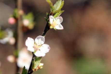 Prunus tomentosa 4 romi 14 avril 2013 041.jpg