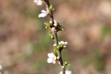 Prunus tomentosa boutons romi 14 avril 2013 099.jpg
