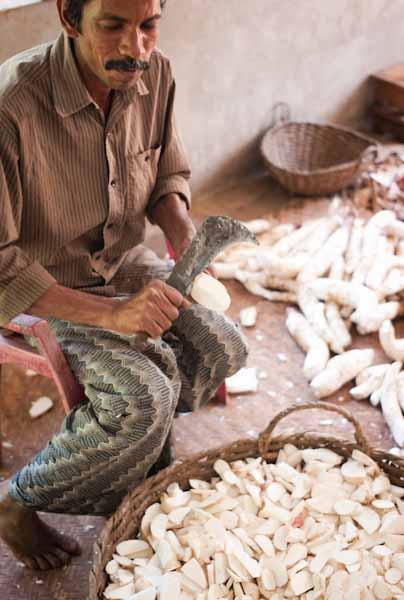 Les étapes de préparation du manioc Beendhi_BP_Manioc_Man Peeling Tapioca_100130-1010056