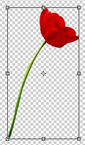 Les masques Photoshop – Partie 1 – Le masque de fusion Rotation tulipe