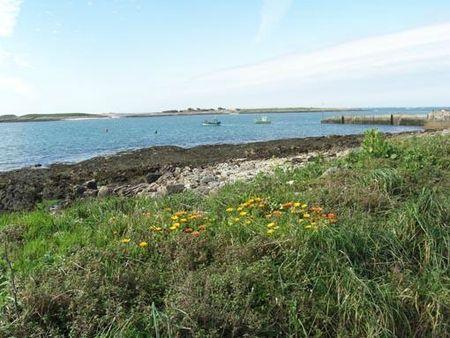Fleurs des îles Narcisses Glénan2