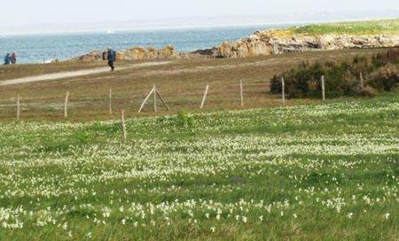 Fleurs des îles Narcisses Glénan3