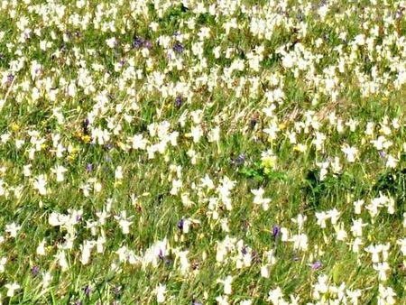 Fleurs des îles Narcisses Glénan6