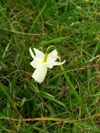 Fleurs des îles Narcisses Glénan4