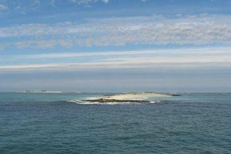 Fleurs des îles Narcisses Glénan - Copie