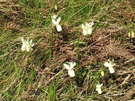 Fleurs des îles Narcisses Glénan5