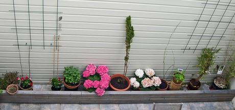 jardiné Semainier (du 8 au 14 avril 2013)