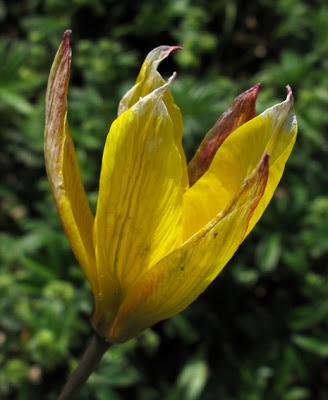 A la recherche de la Tulipe sauvage