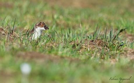 Cache-cache avec dame Hermine… Hermine en séance de chasse printanière...