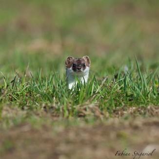 Cache-cache avec dame Hermine… Tiens, il est de nouveau là celui-là??