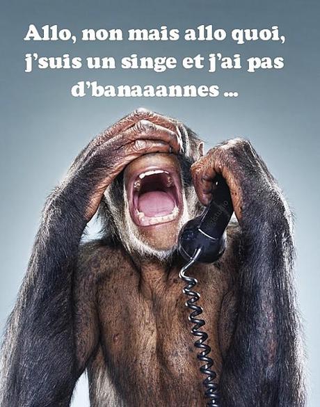 allo animaux singe bananne telephone