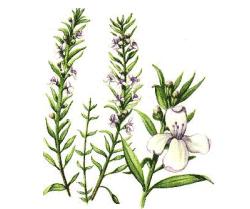 Plantez-Antiparasites - 2 sarriette.gif