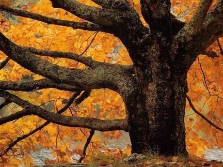 arbre-automne.JPG