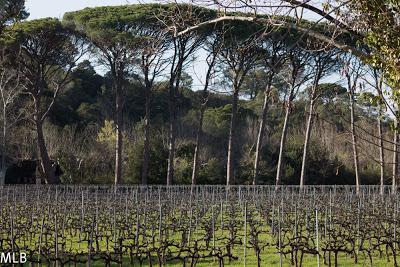 Les arbres...