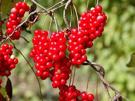 Les aliments diététiques de la montagne Les aliments diététiques de la montagne