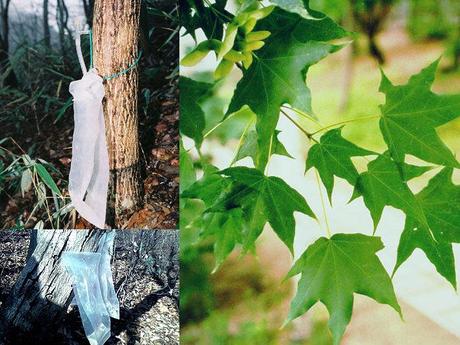 Les aliments diététiques de la montagne Les aliments diététiques de la montagne