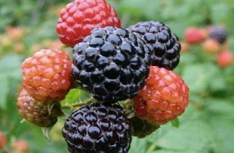 Les aliments diététiques de la montagne Les aliments diététiques de la montagne