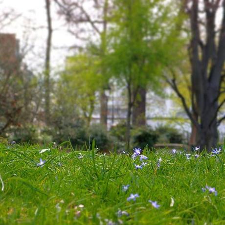 Balbutiements aux Batignolles : les petites fleurs arrivent ! Balbutiements aux Batignolles : les petites fleurs arrivent !