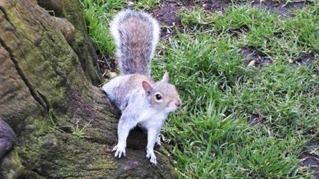 Définitions #60. leshaker,londres,picadilly,iron man 3,oxford street,balade,anglais,eurostar,ecureuil,capitale,