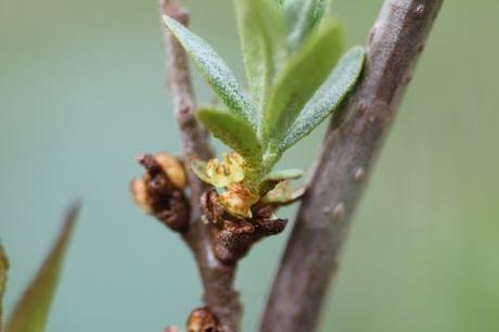 2 hippophae m romi 20 avril 2013 084.jpg