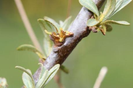 hippophae f romi 20 avril 2013 092.jpg