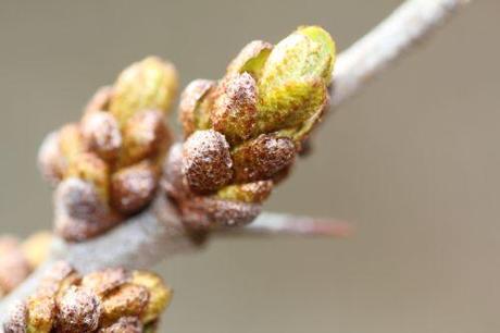 0 1 hippophae m romi 22 mars 2013 071.jpg