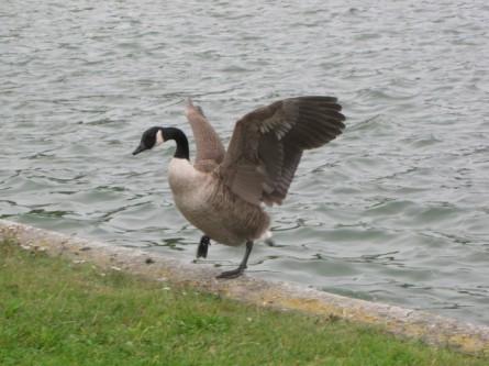 Sale temps pour les bernaches 130423 Sale temps pour les bernaches.jpg