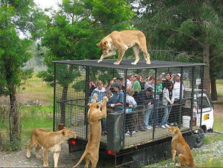 DES GENS DANS LA CAGE AU LION  (prêts à se faire manger ?) - Orana wildlife park
