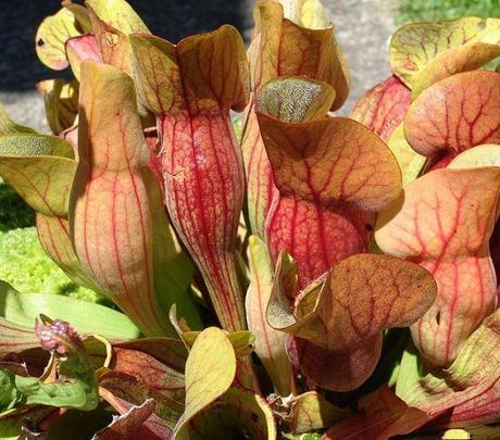 Michel Sarrazin, le Bourguignon oublié au Québec Sarracenia purpurea