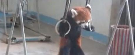 panda-roux-musculation