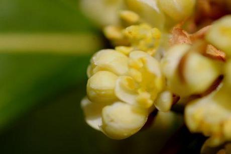 Laurus nobilis laurus nobilis 25 avril 2013 016.jpg