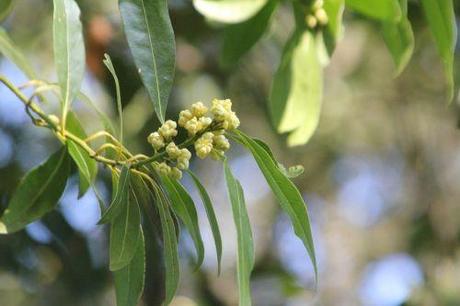 Laurus nobilis veneux 25 avril 2013 017.jpg