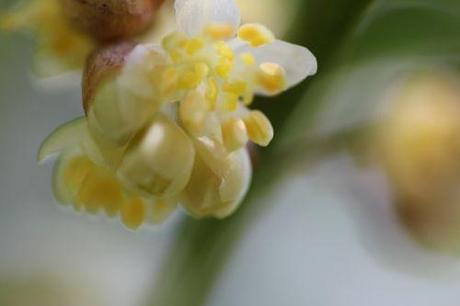Laurus nobilis laurus nobilis 25 avril 2013 020.jpg