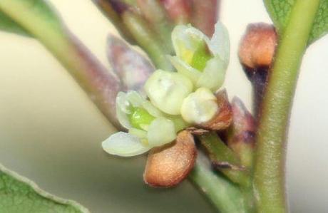 Laurus nobilis veneux laurus fem fl 8 avril 2012 004.jpg