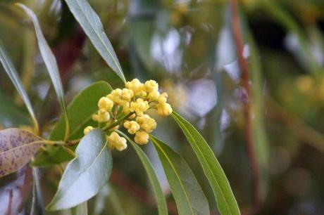 Laurus nobilis veneux 25 avril 2013 008.jpg