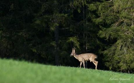Chevreuils dans la vallee de la Brevine… Magnifique brocard en lisière de forêt.