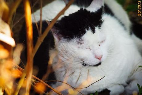 Noir et blanc / Black and White Sieste / Nap