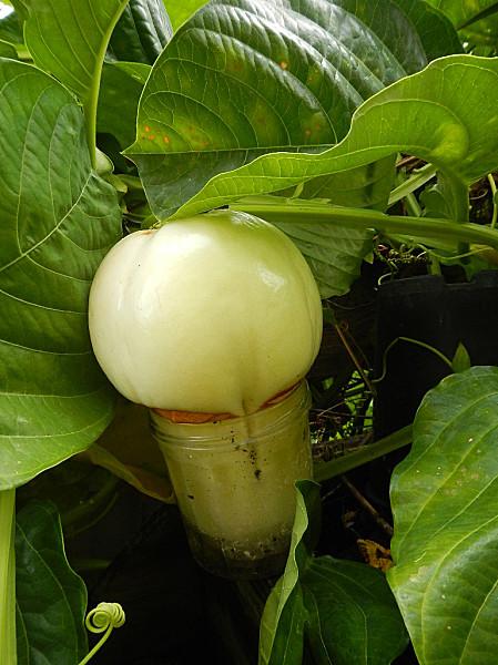 insolite...elle veut être confiture...miss Barbadine DSCN6614