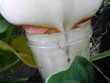 insolite...elle veut être confiture...miss Barbadine DSCN6615