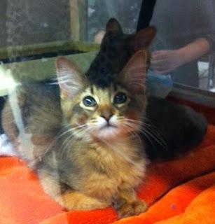 Visite au Salon Chiens Chats ... Visite au Salon Chiens Chats ...